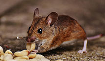24 Hour & Emergency Exterminators in Twin Branch, WV